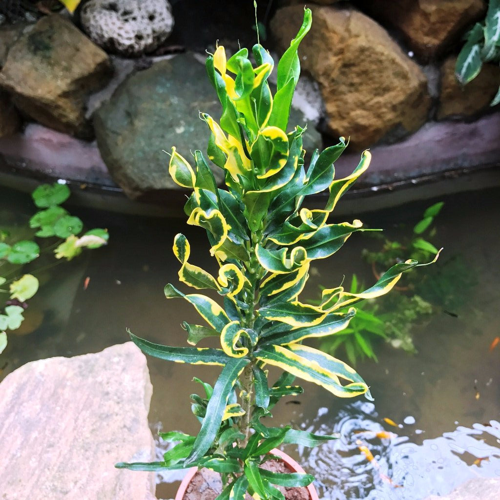 croton yellow mammy Croton Mammy Plant – Outdoor Decorative Foliage Shrub
