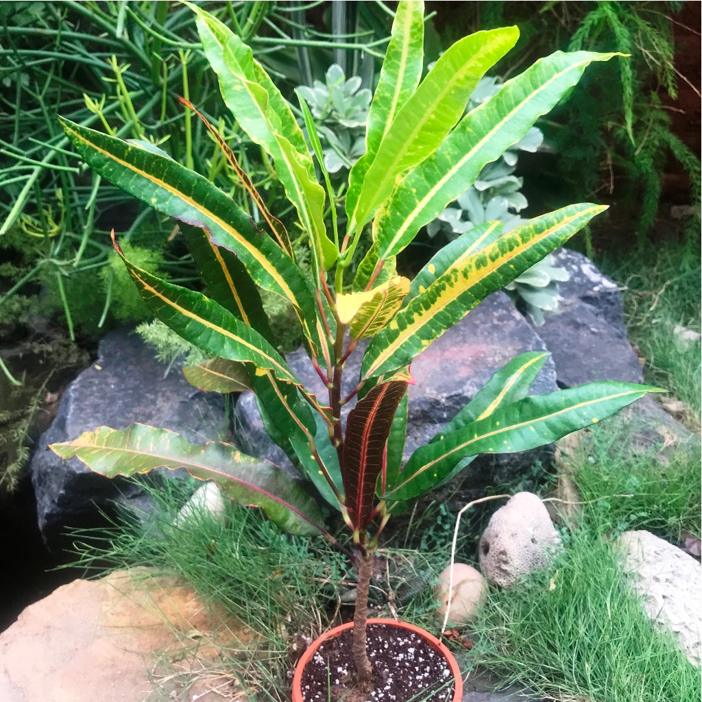 Codiaeum Croton Variegatum Sunny Star Plant – Outdoor Decorative Foliage – myBageecha