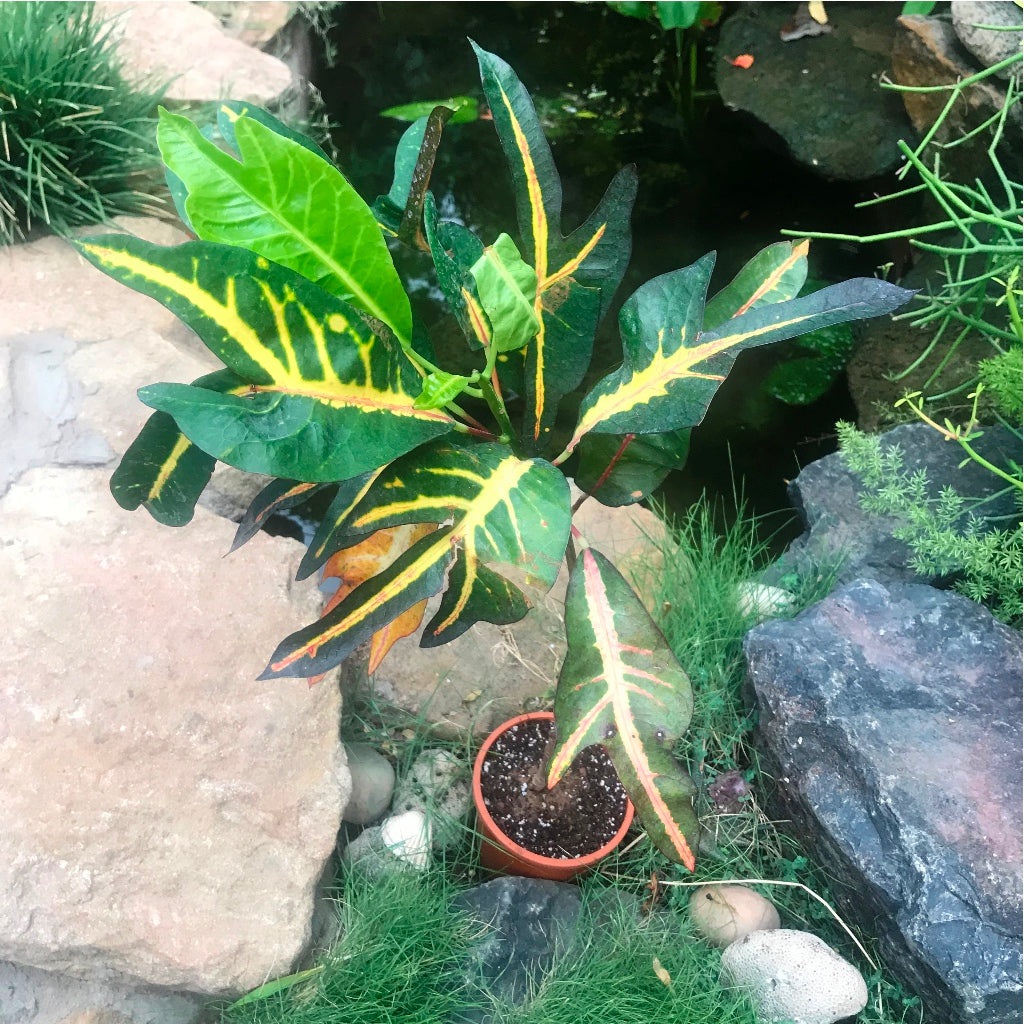 Codiaeum Croton Variegatum var. Pictum Plant – Outdoor Decorative Foliage – myBageecha