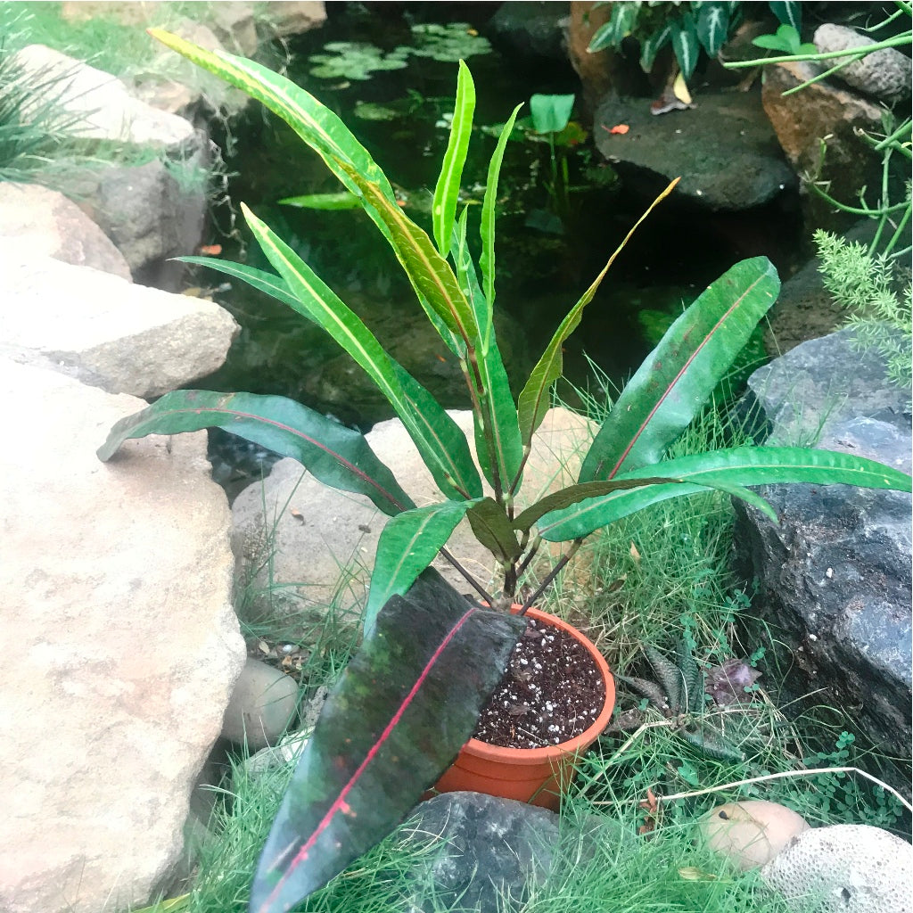 Codiaeum Croton Victoria Gold Bell Plant – Outdoor Decorative Foliage – myBageecha