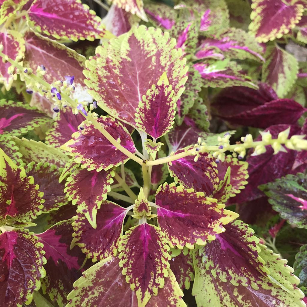 Coleus Wizard Scarlet Plant leaf close view – myBageecha