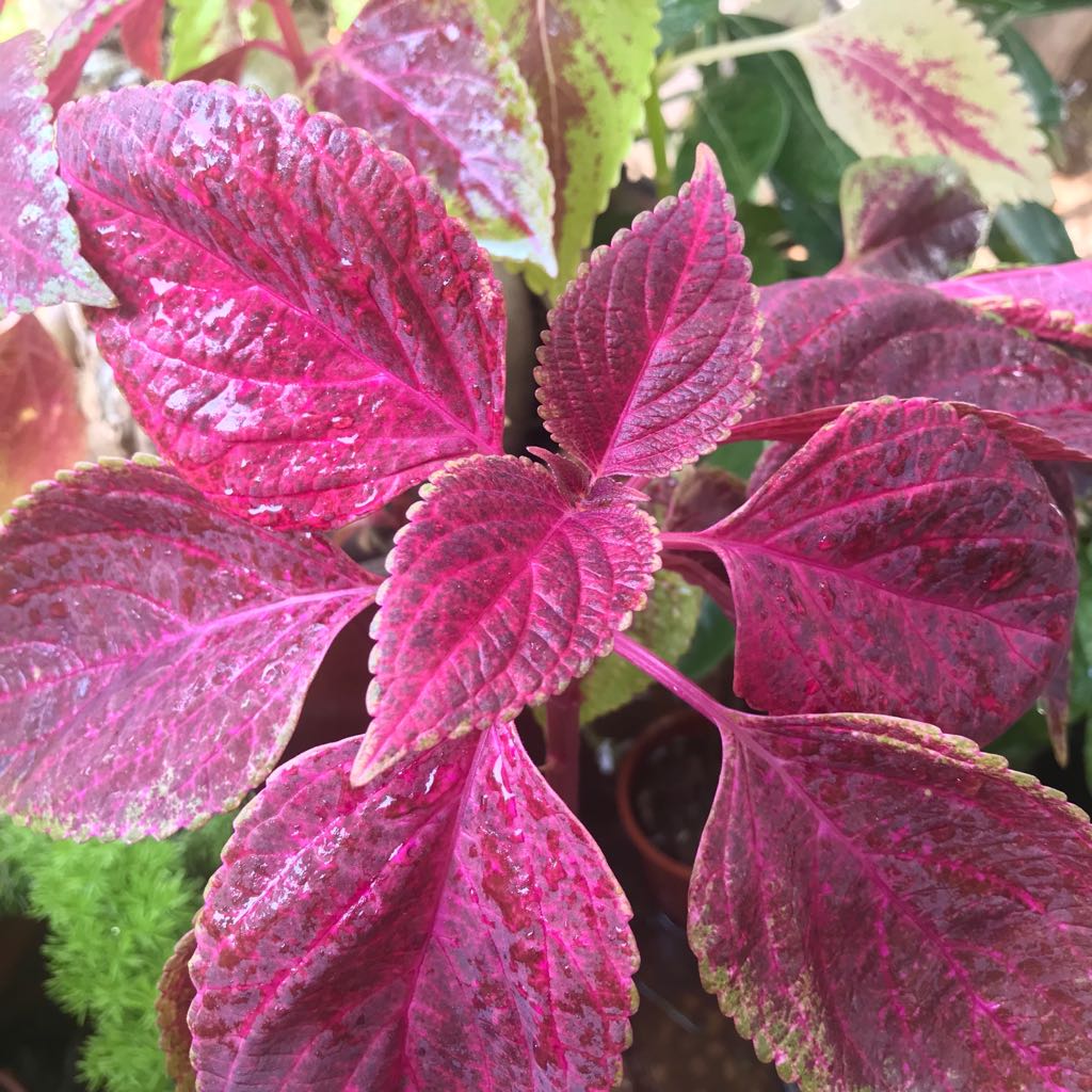Coleus Trailing Bleeding Heart Plant trailing habit – myBageecha