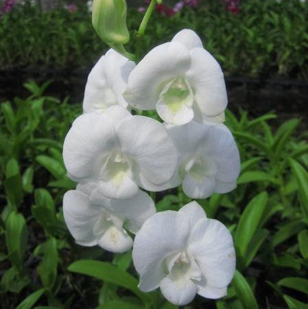 Den. Compactam White - myBageecha