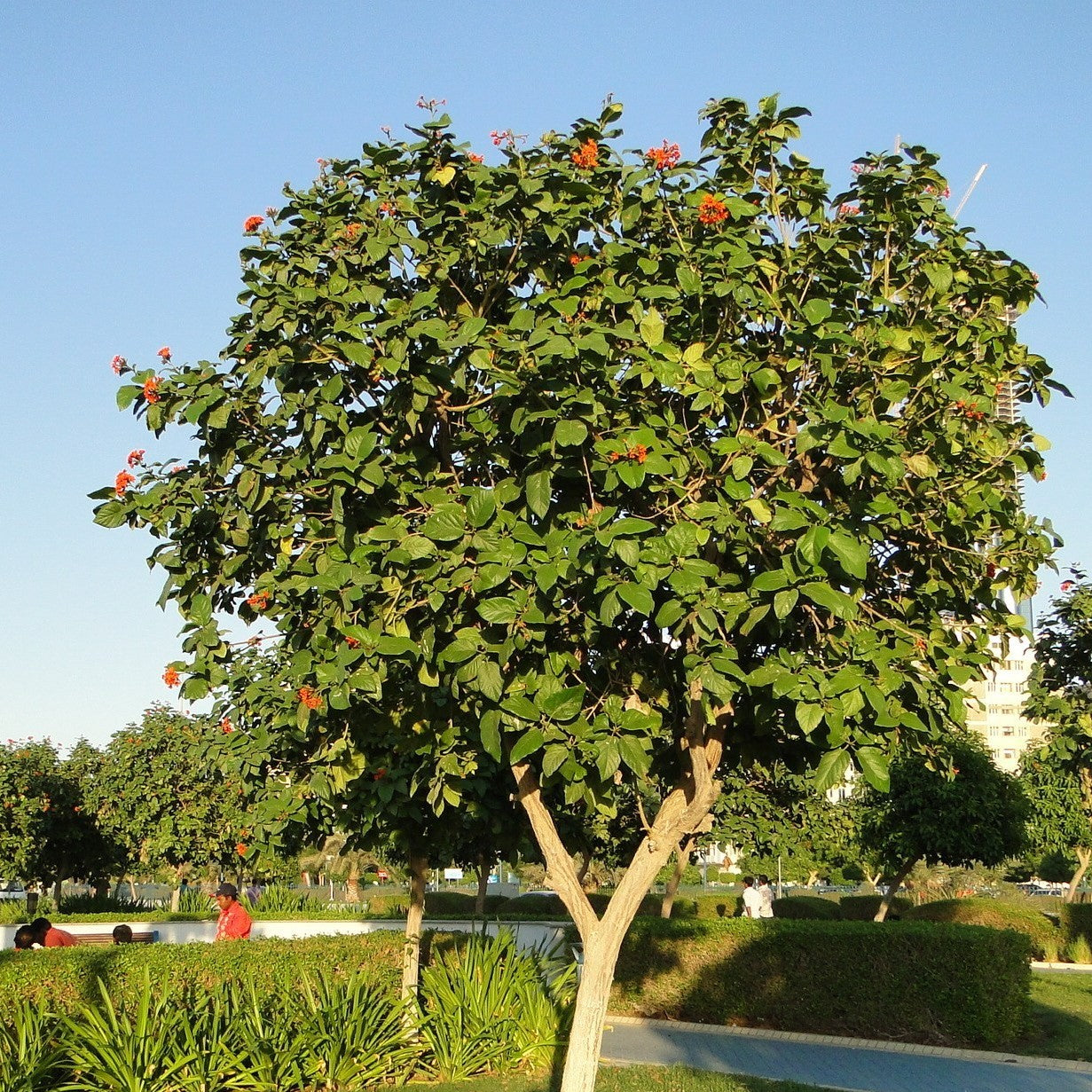 Cordia Sebestena Geiger Tree Plant - myBageecha