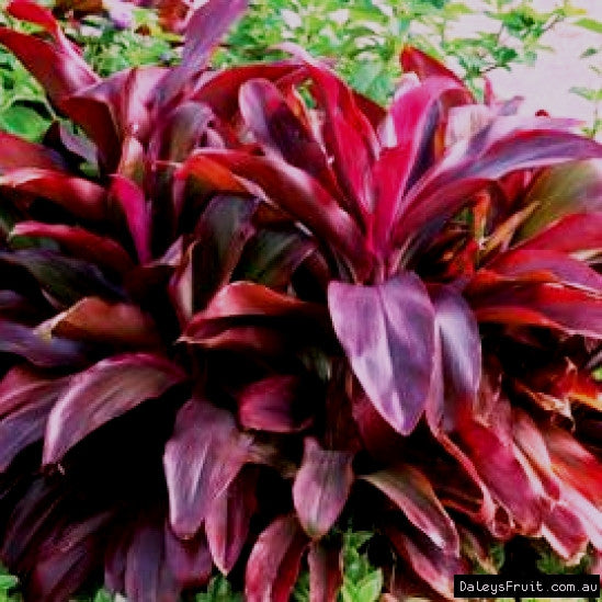 Cordyline Terminalis Plant variegated foliage – myBageecha