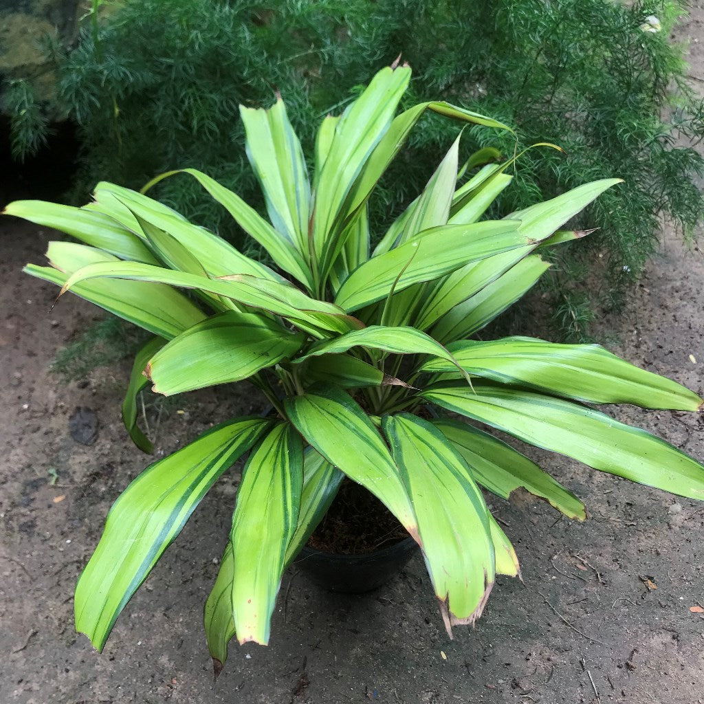 Cordyline Golden Kiwi Plant variegated leaf highlight – myBageecha