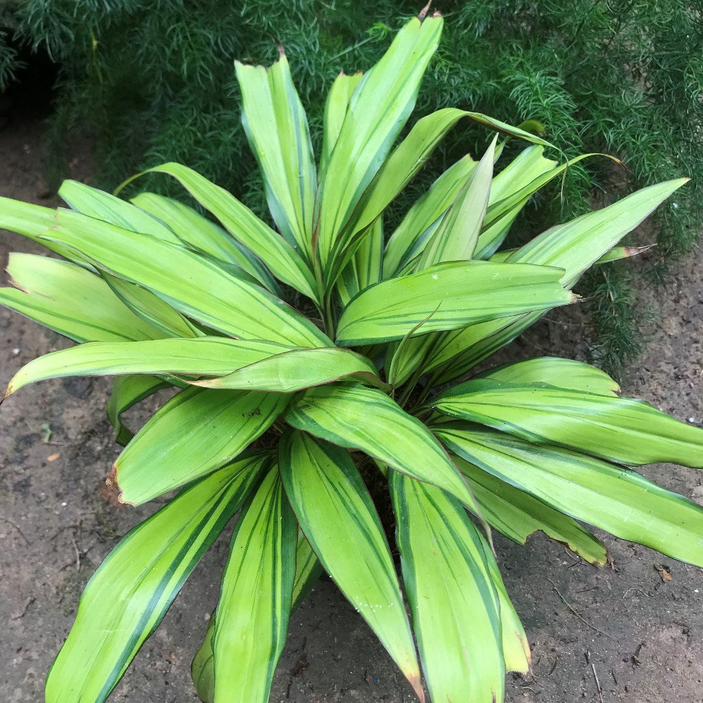 Cordyline Golden Kiwi indoor pot styling