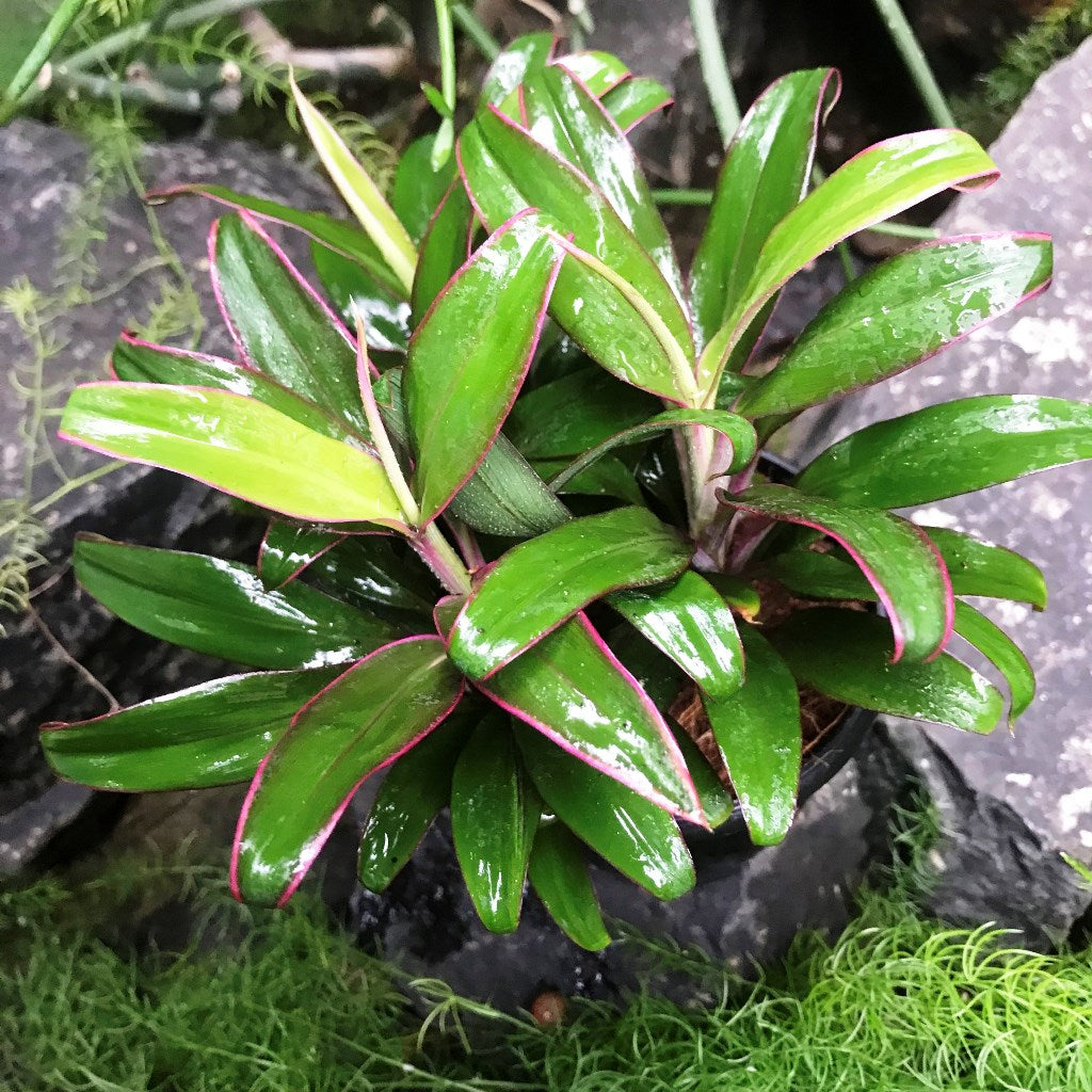 Cordyline Kanpur Plant foliage detail – myBageecha