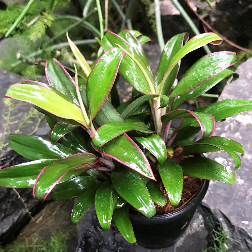 Cordyline Kanpur Plant indoor décor placement