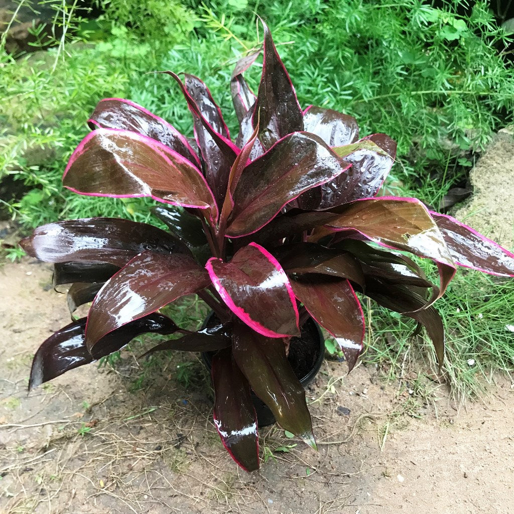Cordyline Mumba Plant leaf cluster – myBageecha