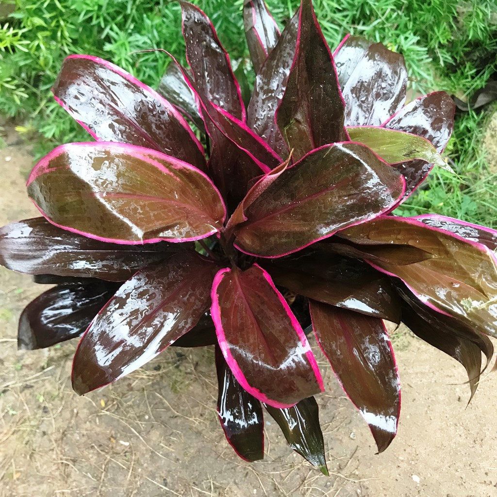Cordyline Mumba Plant decorative pot styling