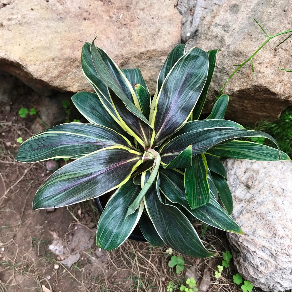 Cordyline Compacta Coffee Plant upright leaf form – myBageecha