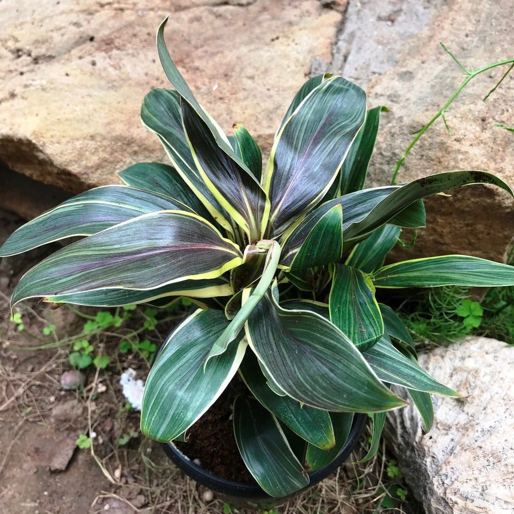 Cordyline Compacta Coffee Plant leaf color texture