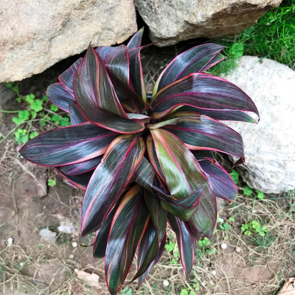 Cordyline Compacta Red Plant leaf cluster – myBageecha