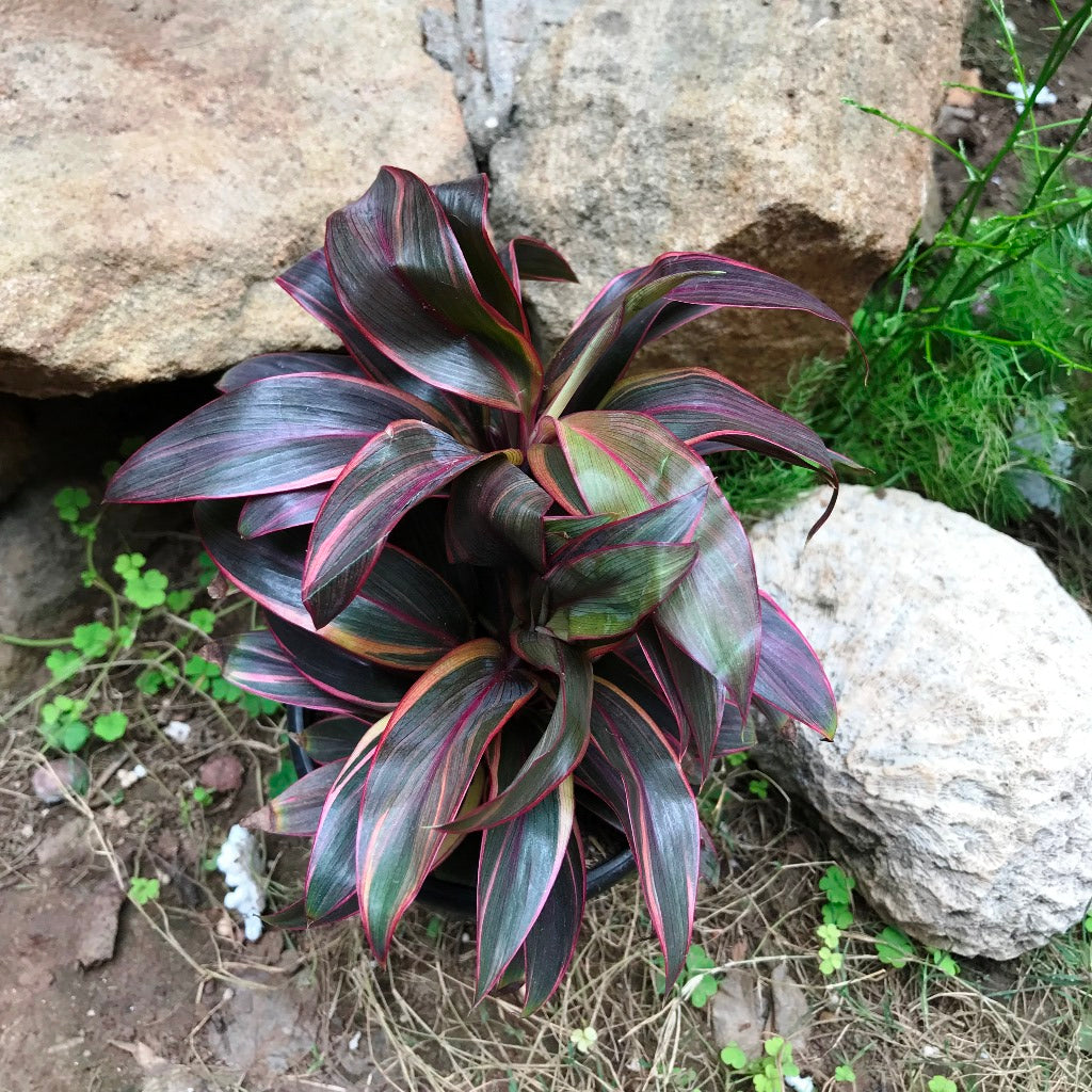 Cordyline Compacta Red decorative indoor placement