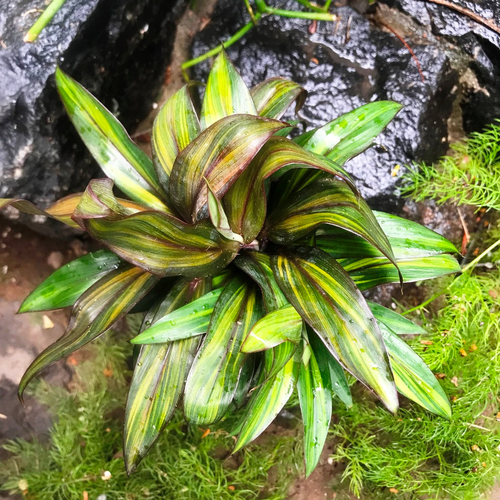 Cordyline Compacta Orange indoor pot display