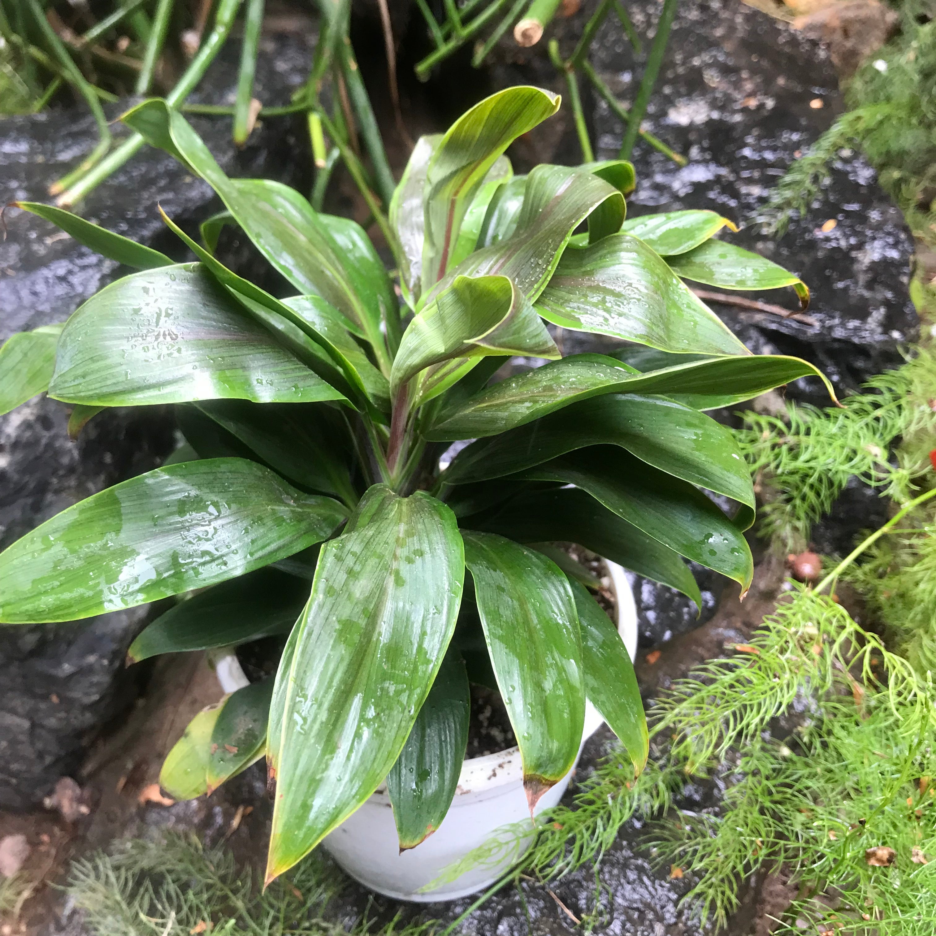 Cordyline Compacta Green Plant foliage texture
