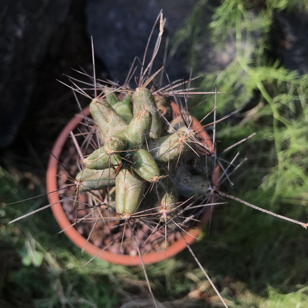 Coryphantha macromeris Cactus Plant - myBageecha