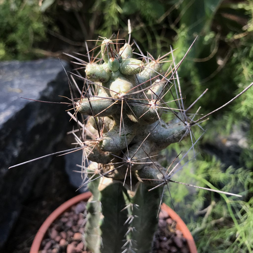 Coryphantha macromeris Cactus Plant - myBageecha