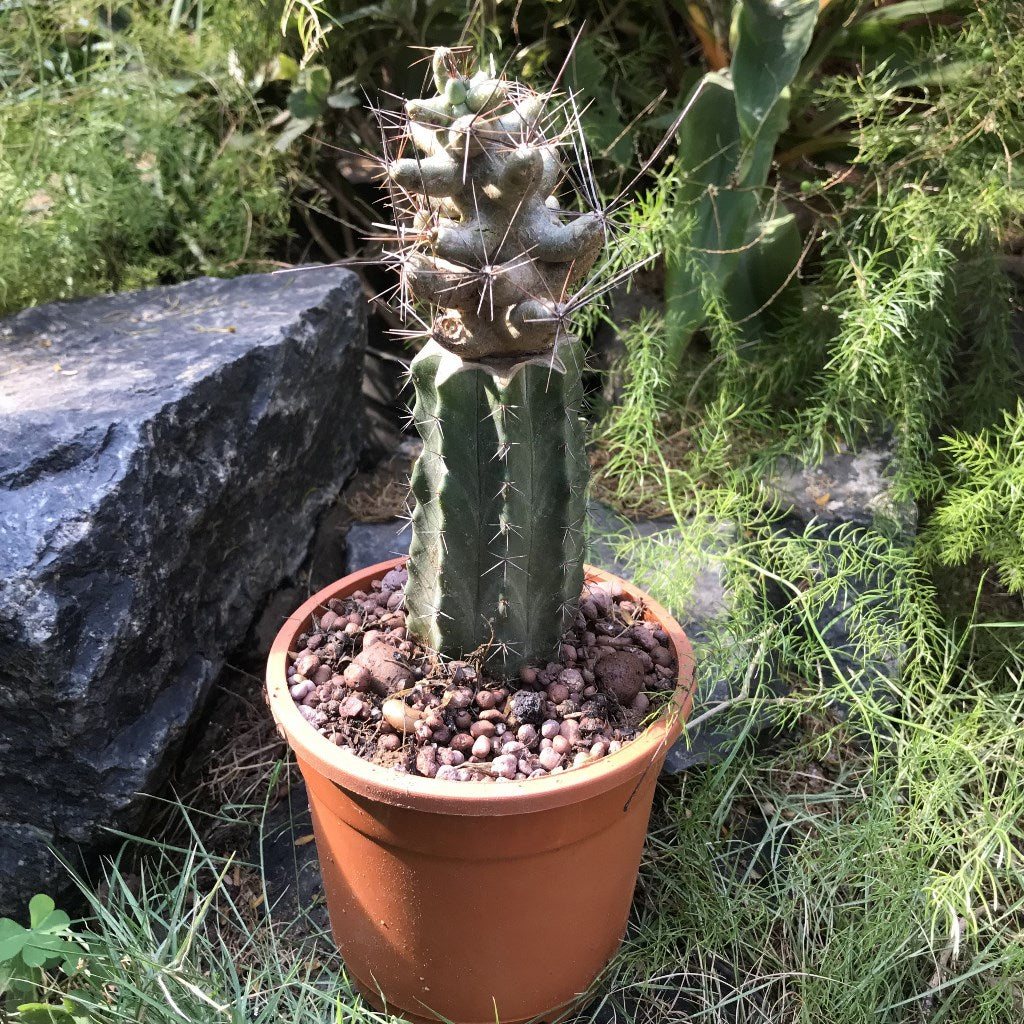 Coryphantha macromeris Cactus Plant - myBageecha
