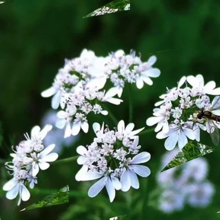 Herb vegetable, quick harvest - myBageecha