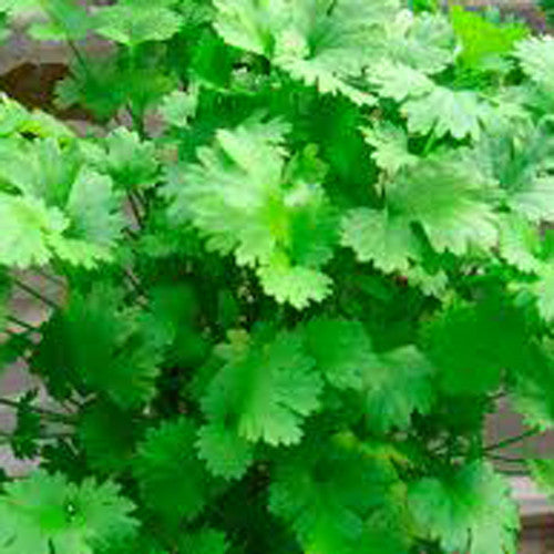 Coriander Dhaniya annual herb crop – myBageecha