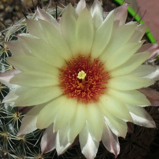 Coryphantha Cornifera V Echinus Cactus Plant - myBageecha