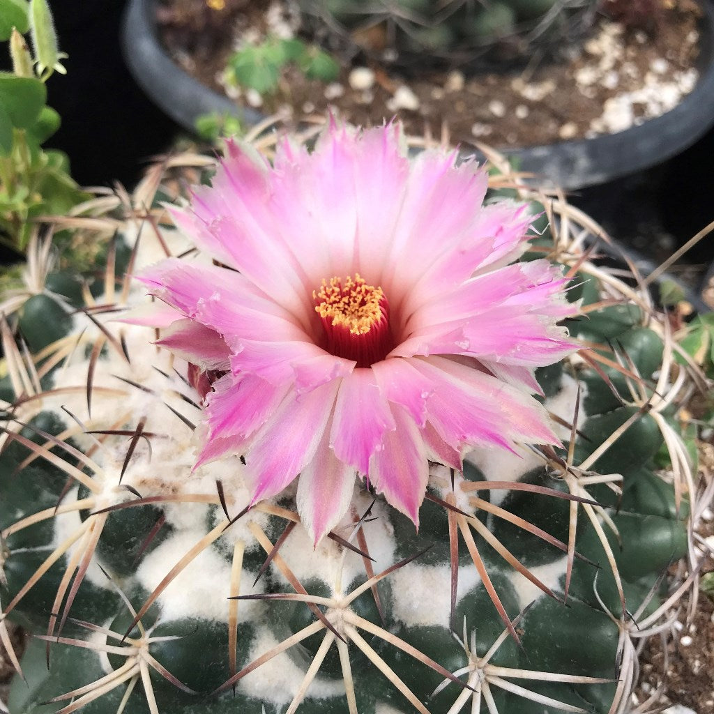 Coryphantha Elephantidens Cactus Plant - myBageecha