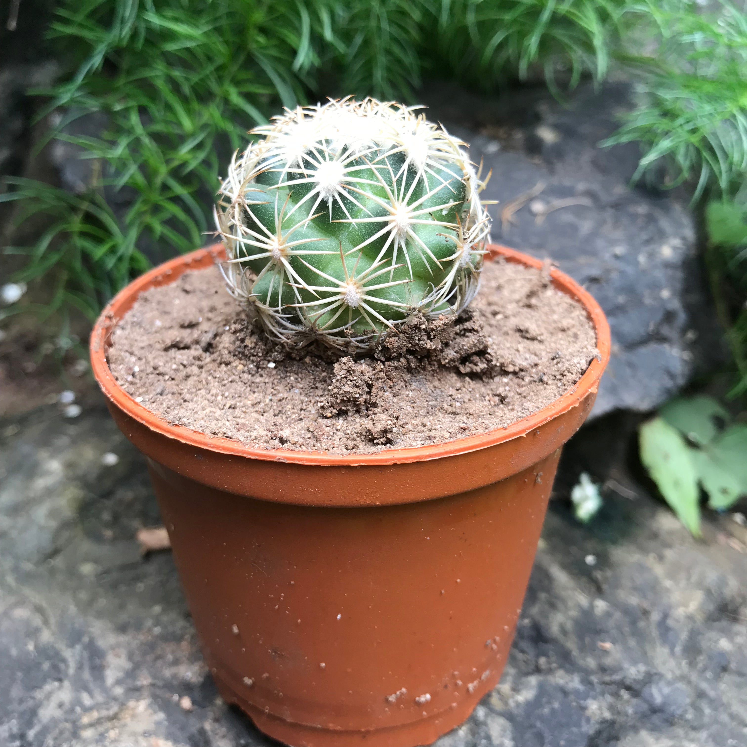 Coryphantha Cornifera V Echinus Cactus Plant - myBageecha
