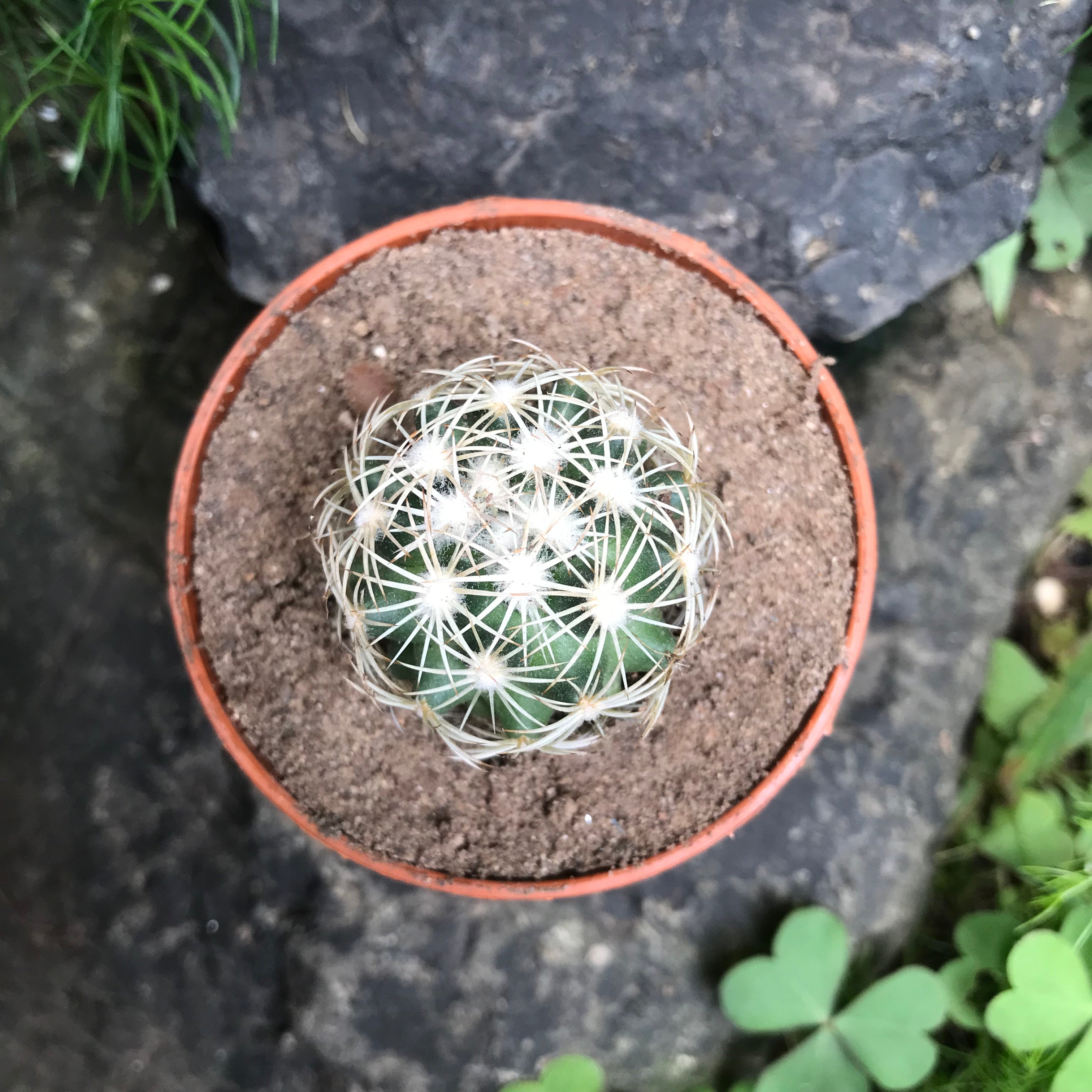 Coryphantha Cornifera V Echinus Cactus Plant - myBageecha