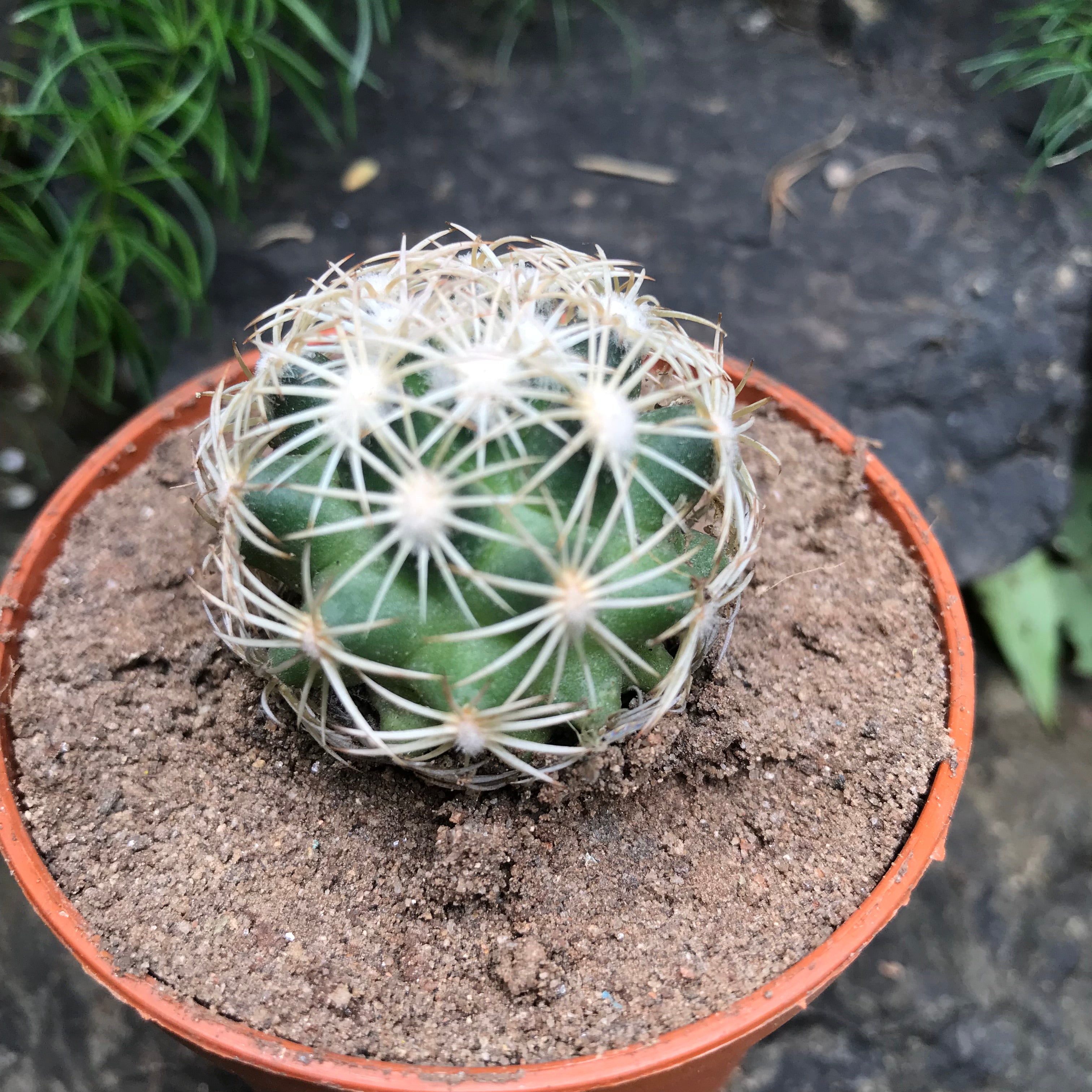 Coryphantha Cornifera V Echinus Cactus Plant - myBageecha