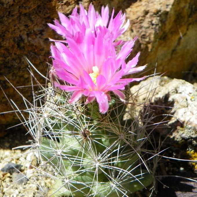 Coryphantha macromeris Cactus Plant - myBageecha
