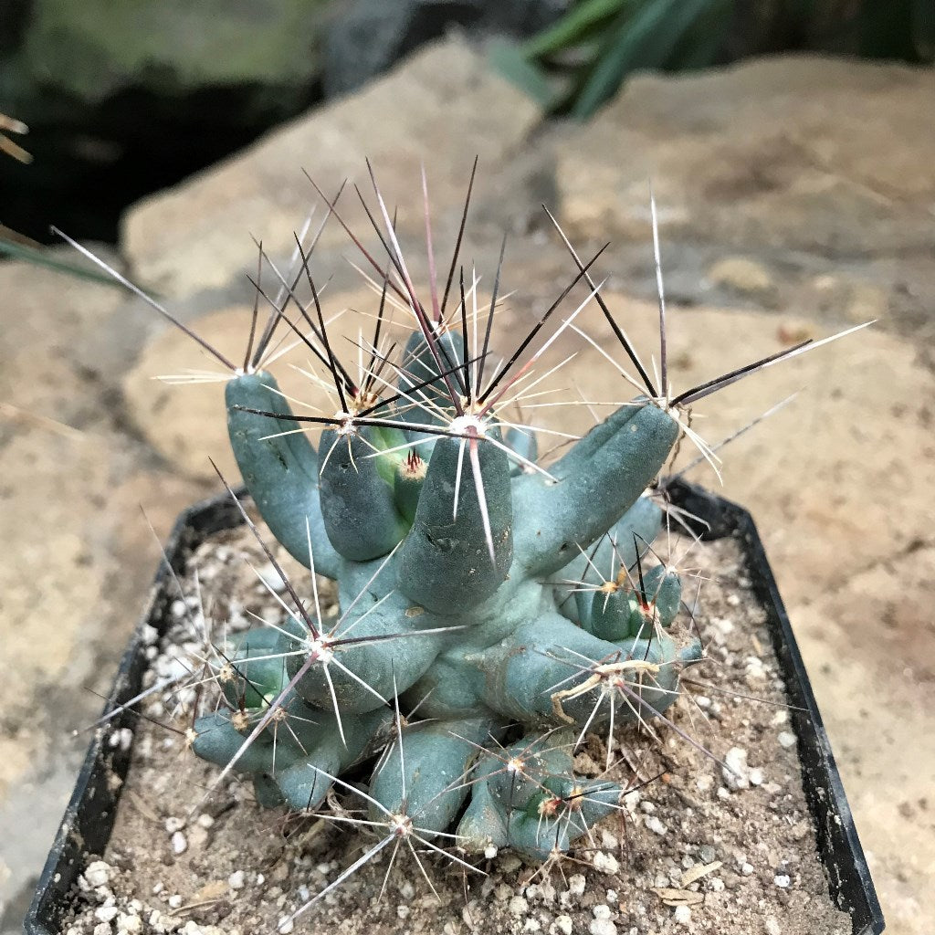 Coryphantha macromeris Cactus Plant - myBageecha