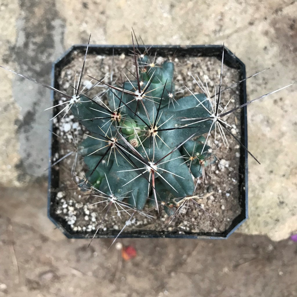 Coryphantha macromeris Cactus Plant - myBageecha