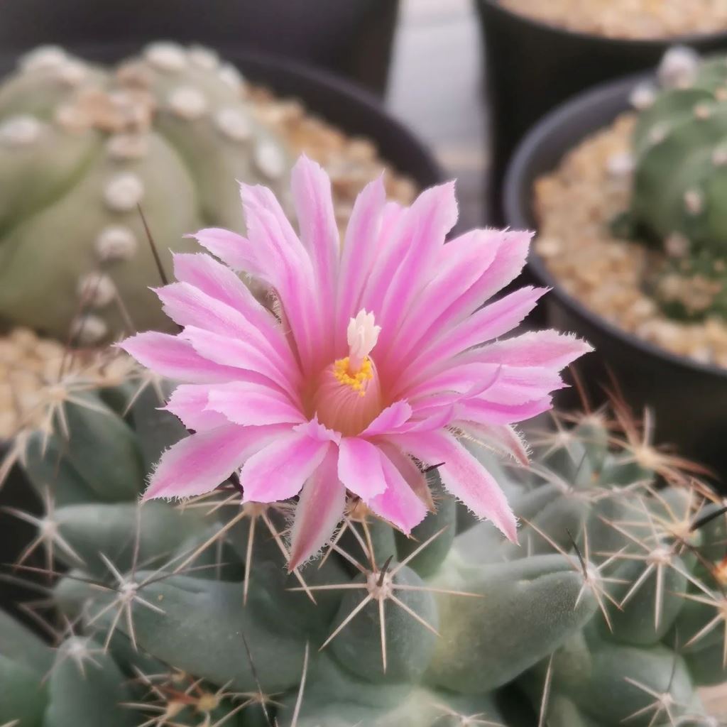 Coryphantha macromeris Cactus Plant - myBageecha
