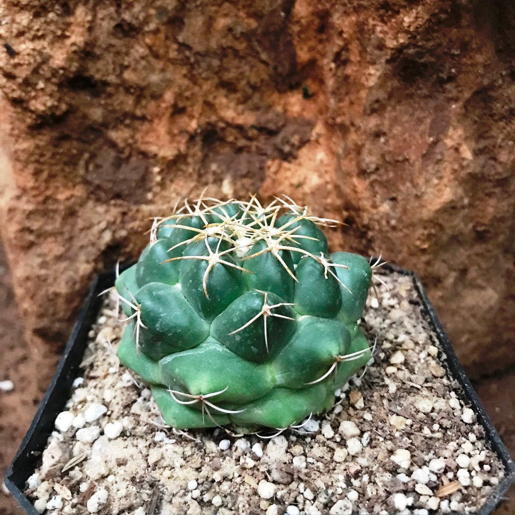 Coryphantha Sulcolanata Cactus Plant - myBageecha