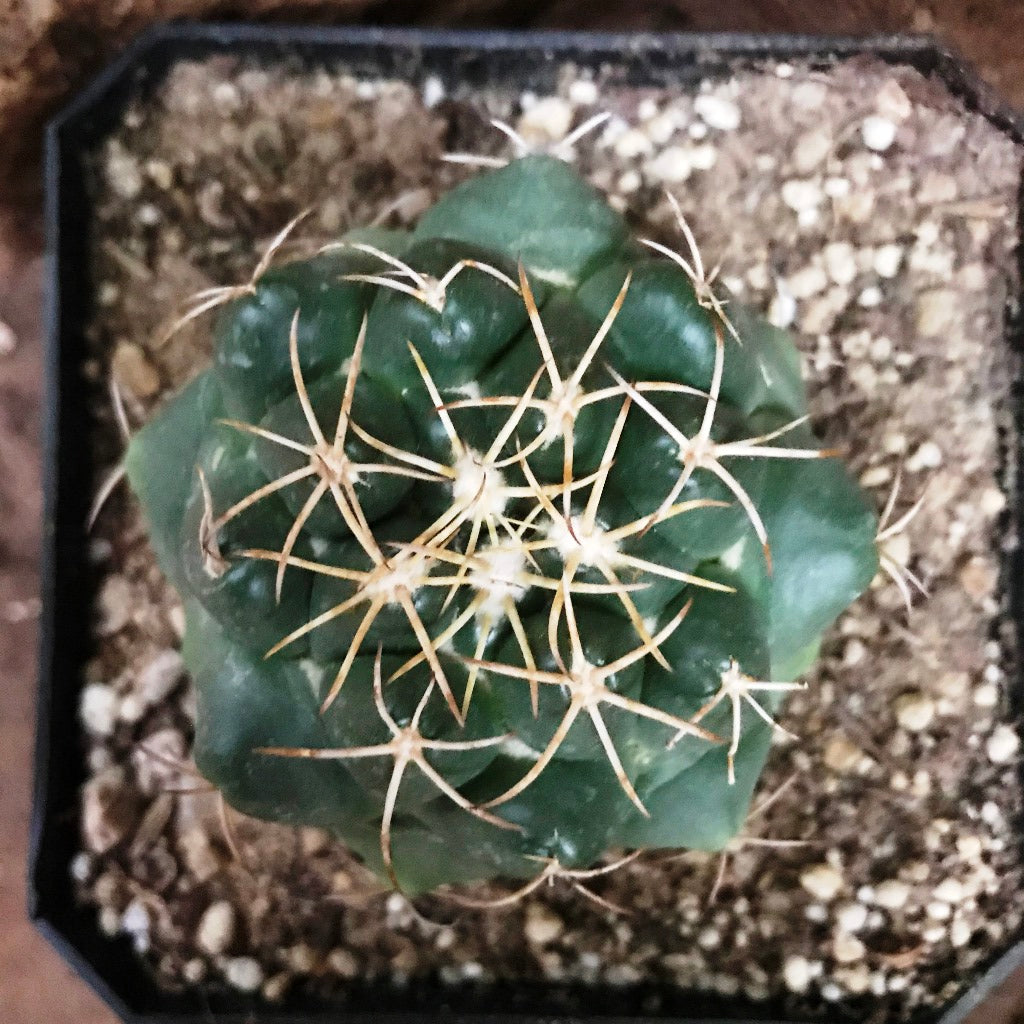 Coryphantha Sulcolanata Cactus Plant - myBageecha