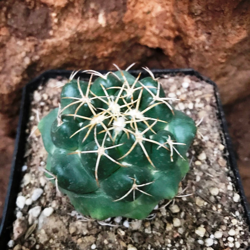 Coryphantha Sulcolanata Cactus Plant - myBageecha