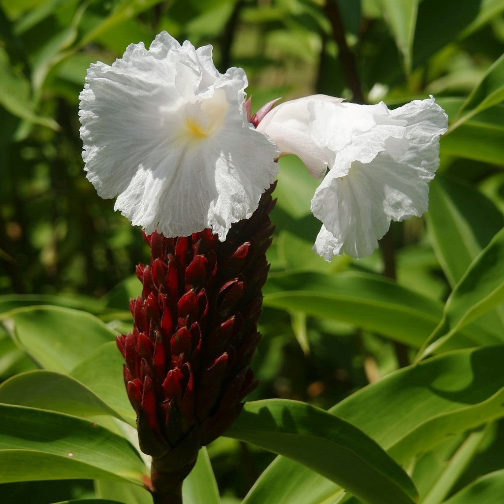 Costus Speciosus (Bulbs) - myBageecha