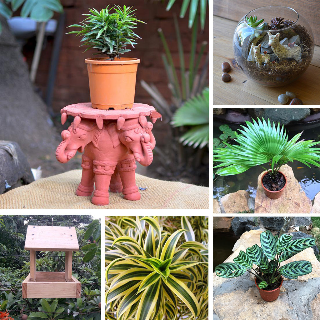 Cozy Balcony Corner - Set of Terracotta Stand, Terrarium & Plants - myBageecha