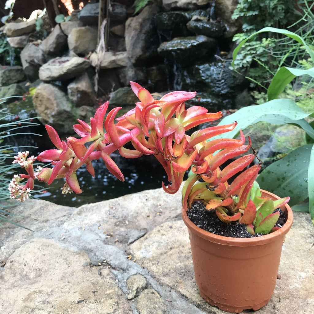 Crassula Capitella Campfire Succulent Plant - myBageecha
