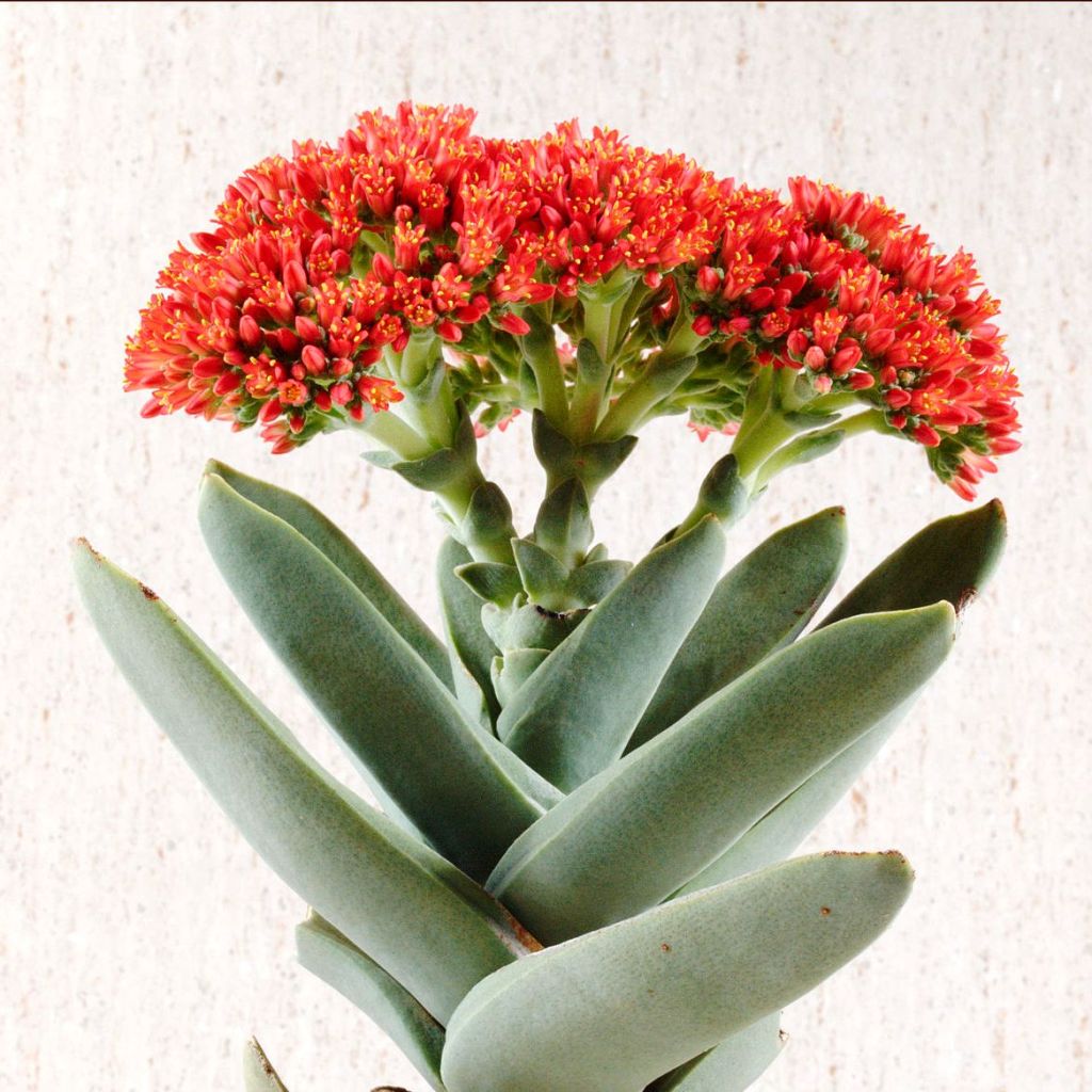 Crassula Falcata Succulent Plant - myBageecha