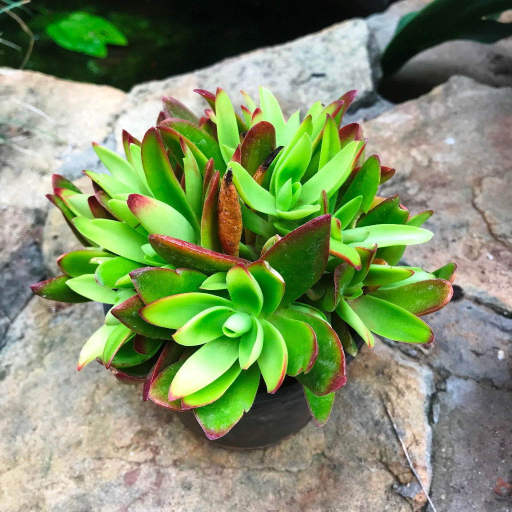 Crassula Capitella Campfire Succulent Plant - myBageecha