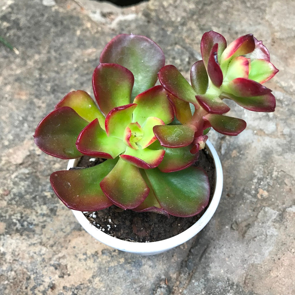 Crassula Ovata Crosbys Dwarf Succulent Plant - myBageecha