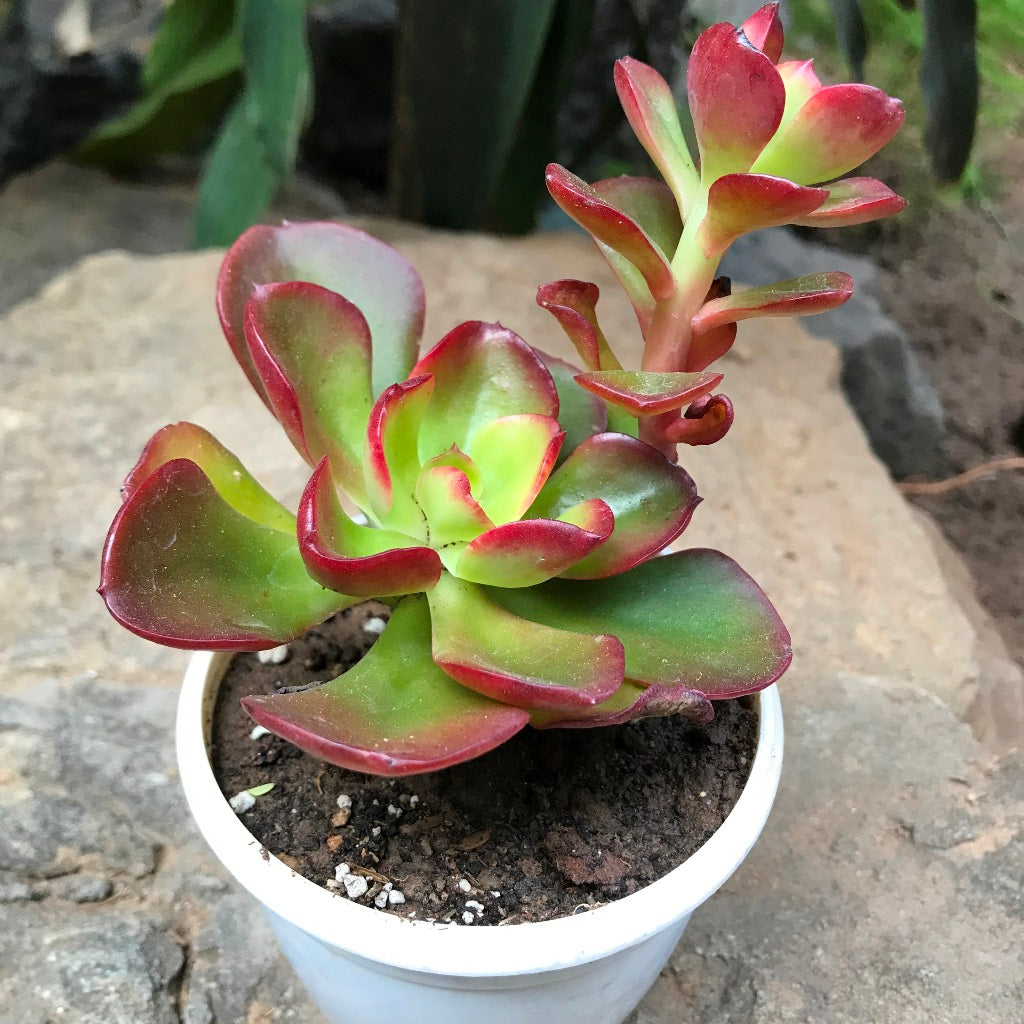 dwarf succulents Crassula Ovata Crosby's Dwarf – Decorative Succulent Plant