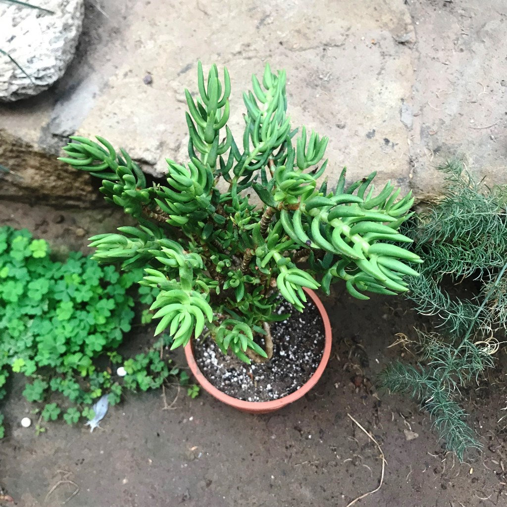 Crassula Tetragona Falcata Succulent Plant - myBageecha