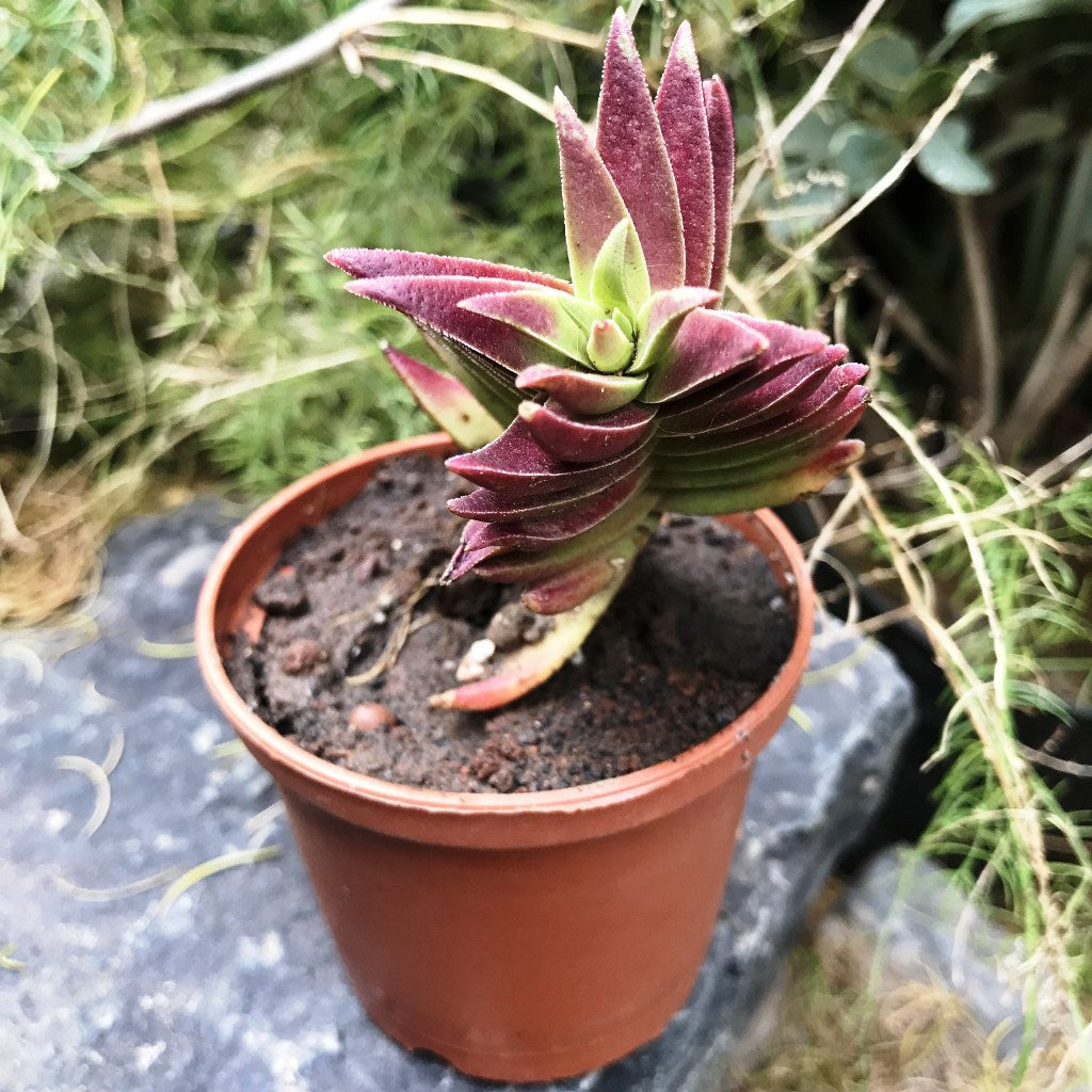 Crassula Capitella Thyrsiflora Succulent Plant - myBageecha