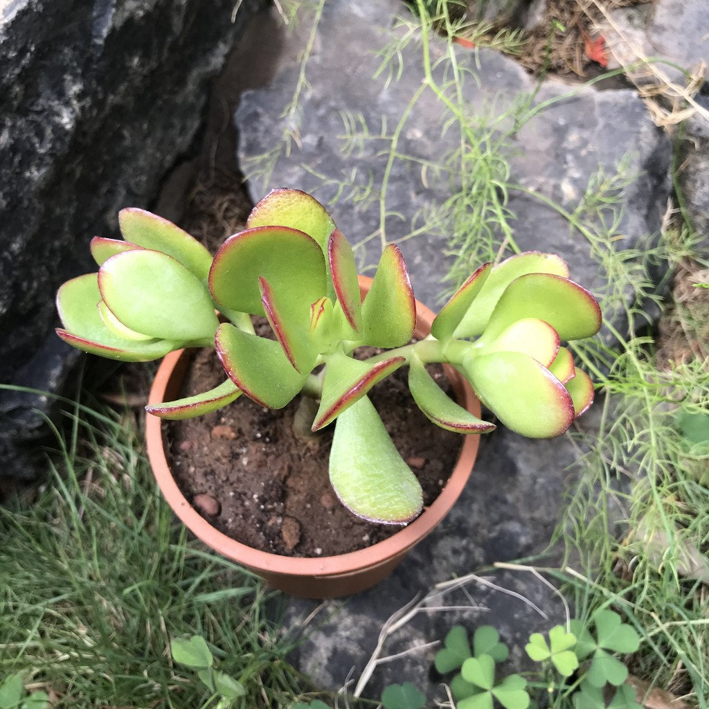 Crassula Ovata Compacta Succulent Plant - myBageecha