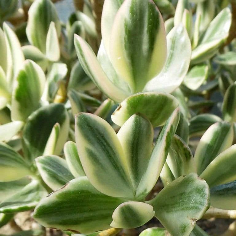 lime green succulent plants Crassula Ovata Lemon and Lime – Decorative Succulent Plant