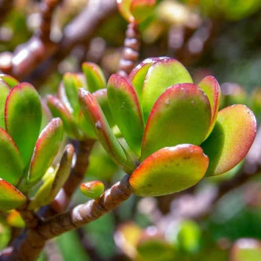 Crassula Ovata Compacta Succulent Plant - myBageecha